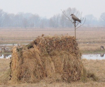 маскировочная сеть Стерня