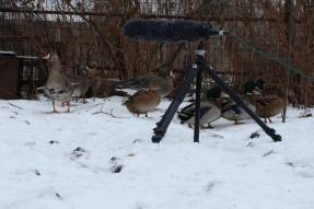 Запись осенних голосов уток и гусей