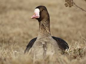 Запись голосов гусей весна 2014