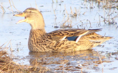 Электронный манок воздействует на слух животного