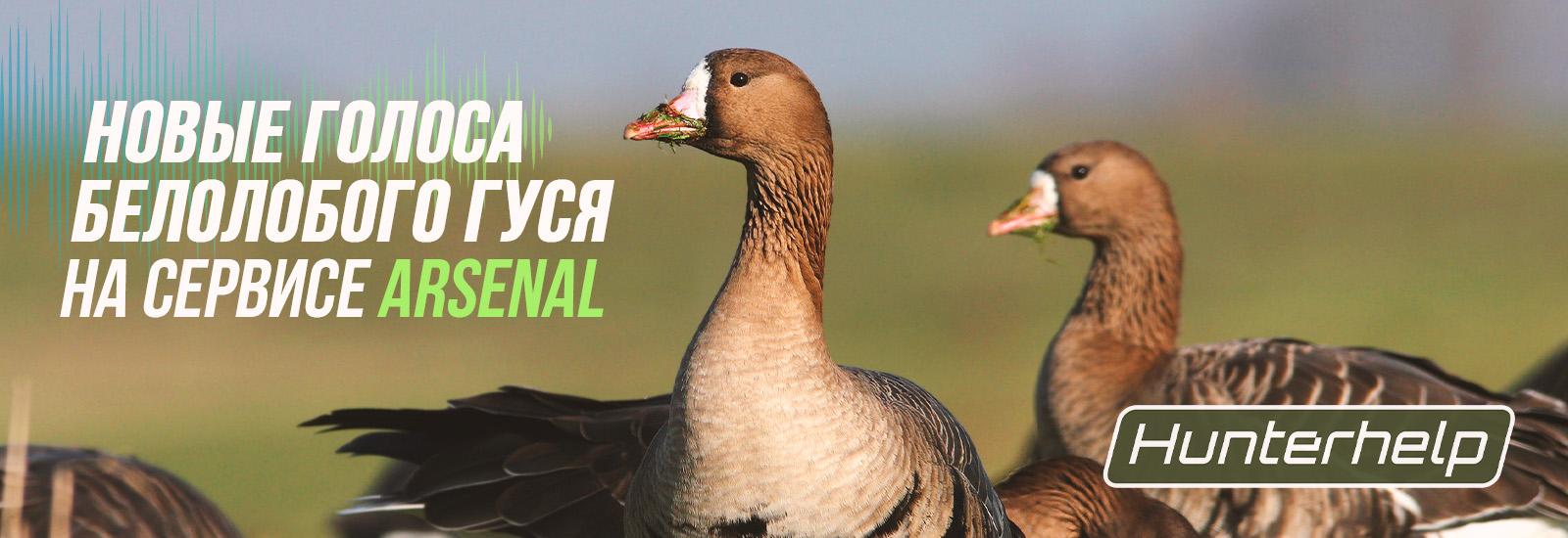 Новые голоса белолобого гуся на Arsenal